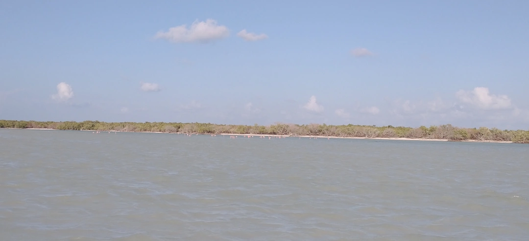Flamingos rosas en las aguas bajas cercanas a Punta Mosquito, Holbox