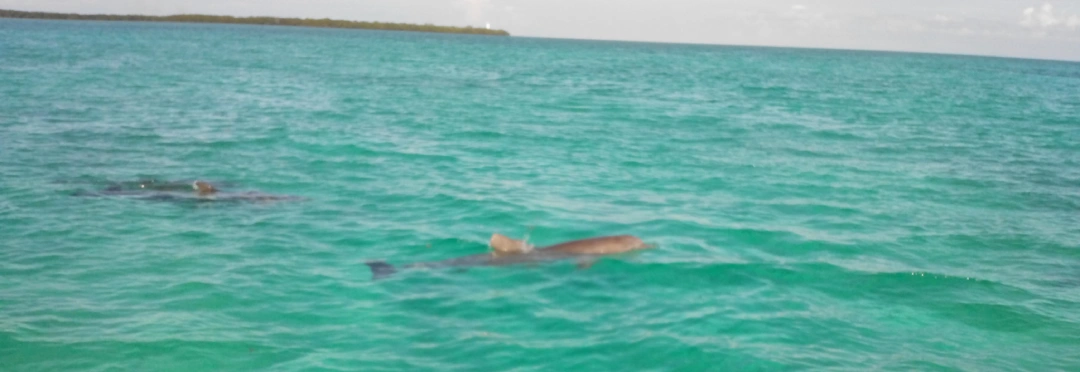 Grupo de delfines nadando en libertad en el Caribe mexicano