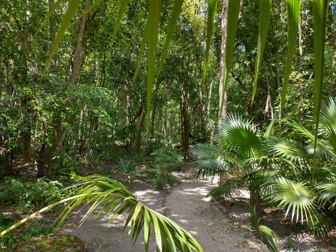 Selva tropical de Sian Ka’an con vegetación densa
