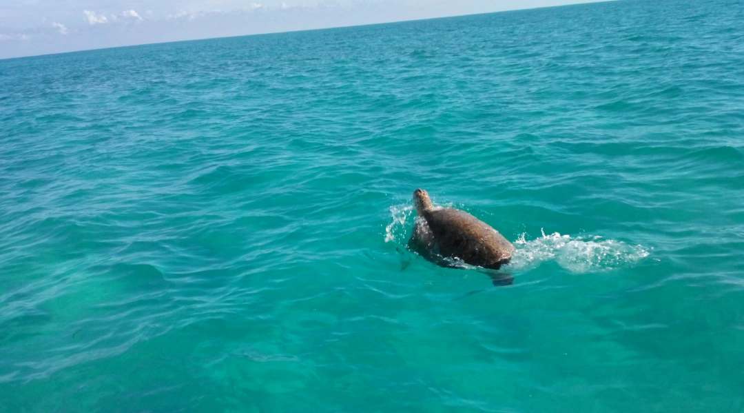 Tortuga marina nadando en las aguas de Sian Ka’an